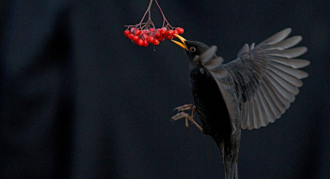 Sieger des Fotowettbewerbs: eine Amsel.