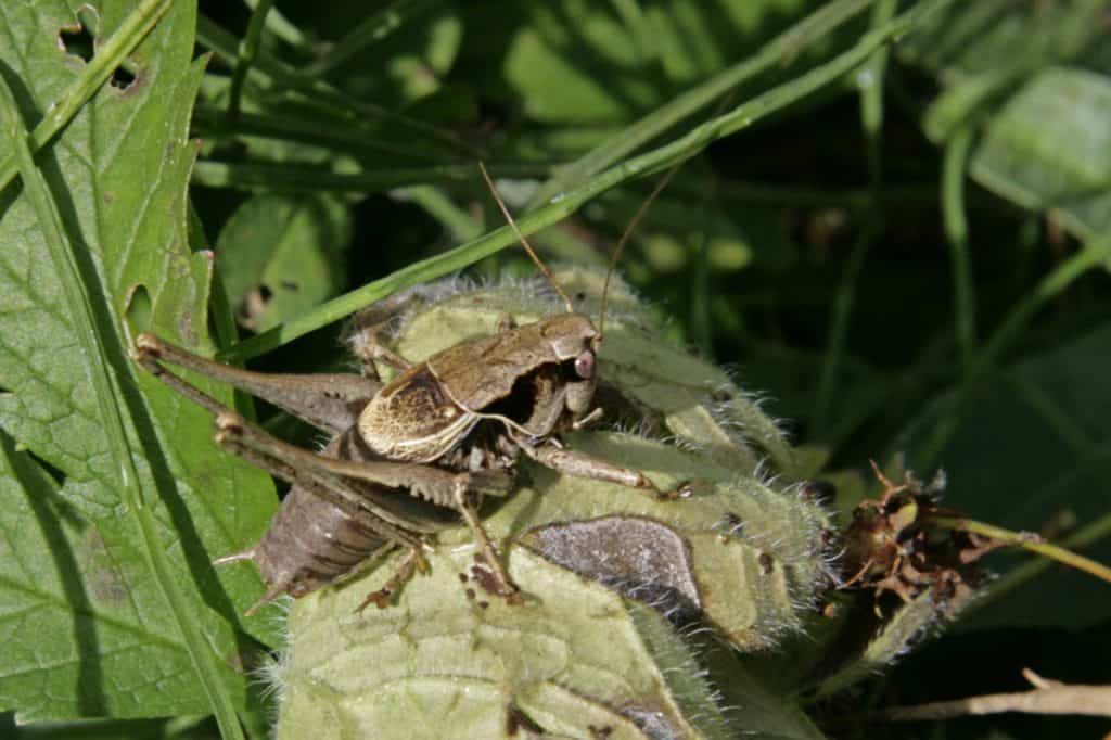 Eine gewöhnliche Strauchschrecke versteckt sich im hohen Gras.