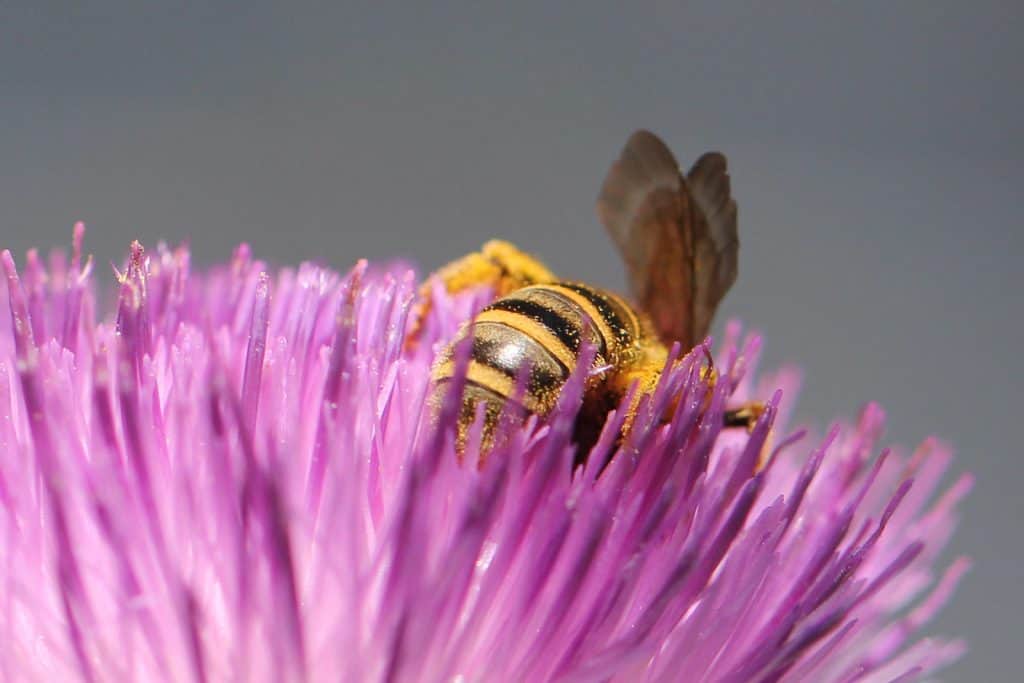 Eine Gelbe Furchenbiene versinkt in der Blüte.