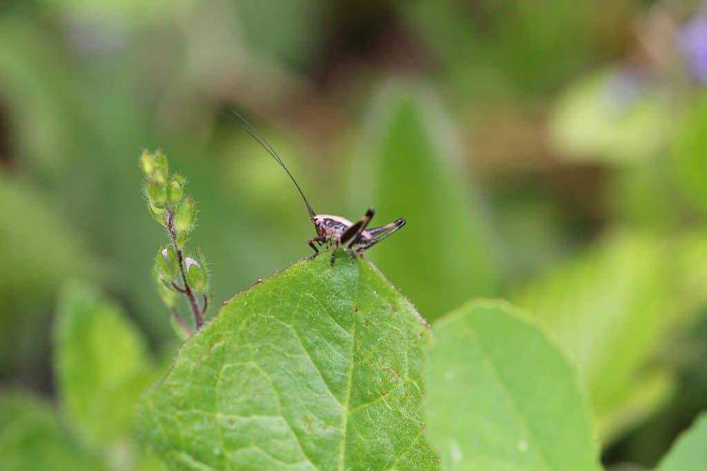 Eine Larve einer Strauchschrecke.