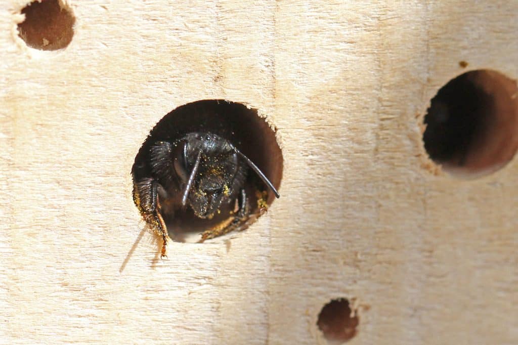 Eine Gehörnte Mauerbiene vor dem Ausflug. 