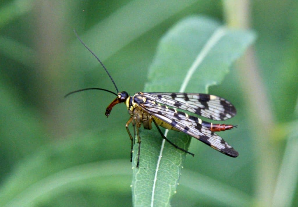 Eine Skorpionsfliege auf einem Blatt.