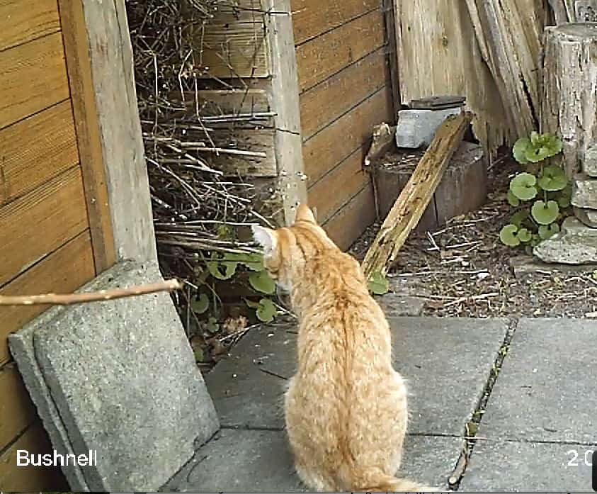 Auch tagsüber ist die Katze im Garten auf der Lauer.