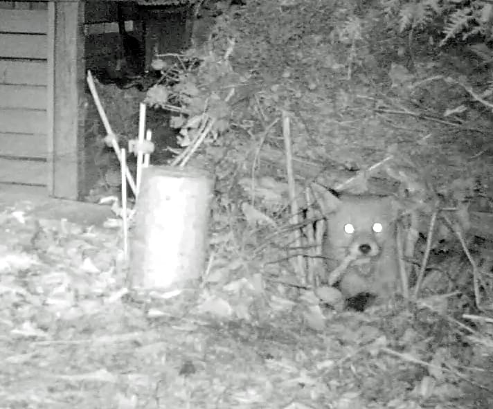 Fuchs liegt im nächtlichen Garten.