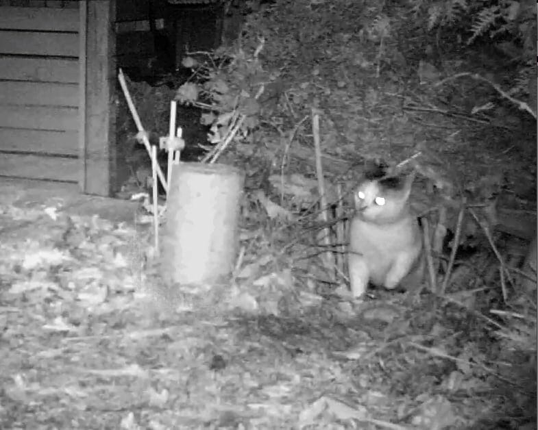 Eine Katze im nächtlichen Garten.