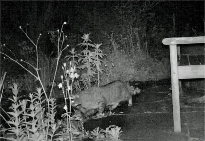 Eine Katze im nächtlichen Garten auf der Jagt am Teich.
