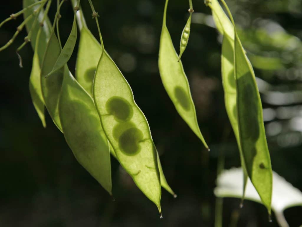 Samen einer Mondviole.