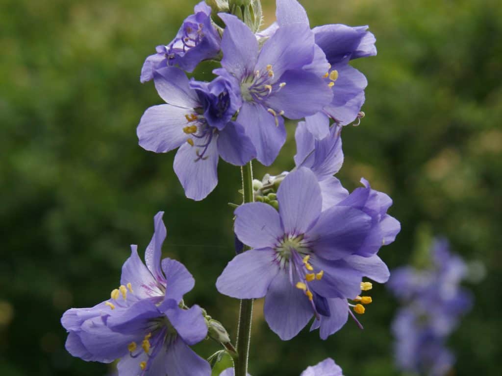 Die Himmelsleiter ist am blühen.