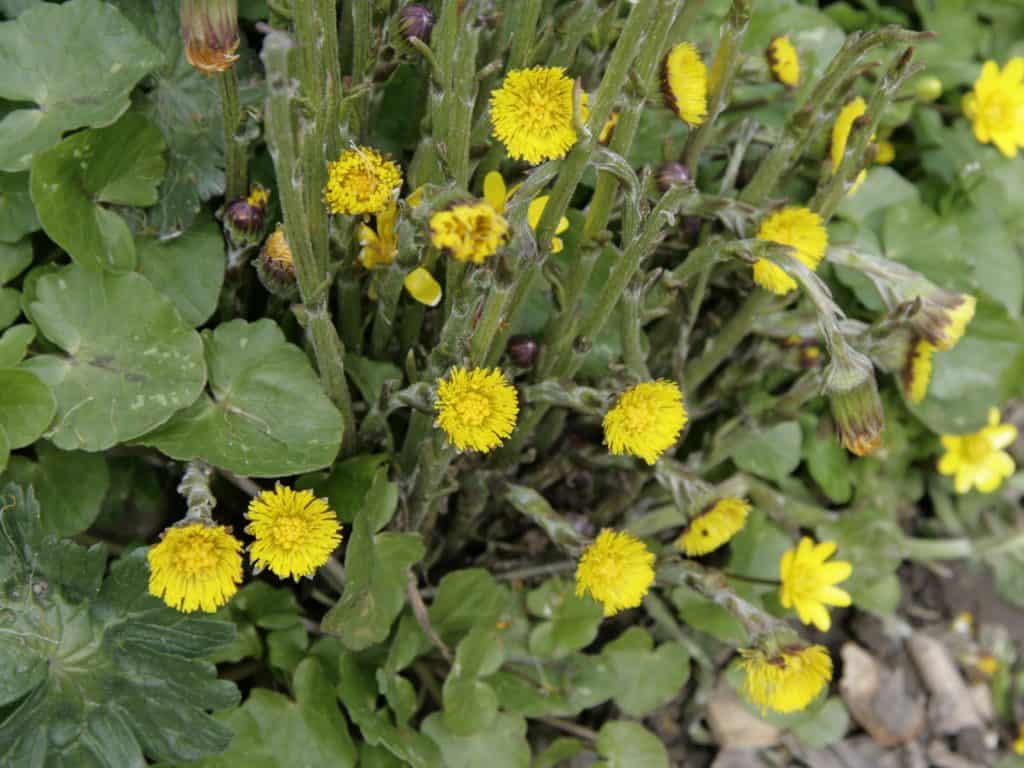 Huflatich ist ein Frühblüher.