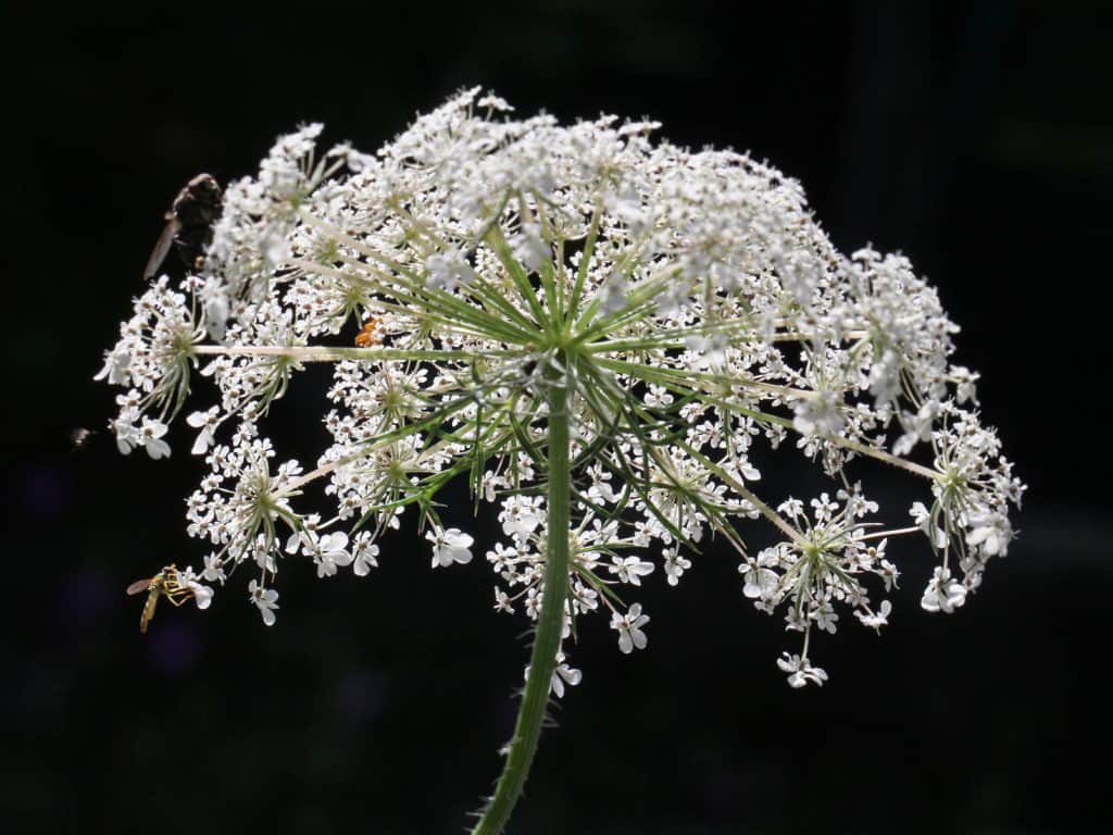 Die Wilde Möhre blüht.