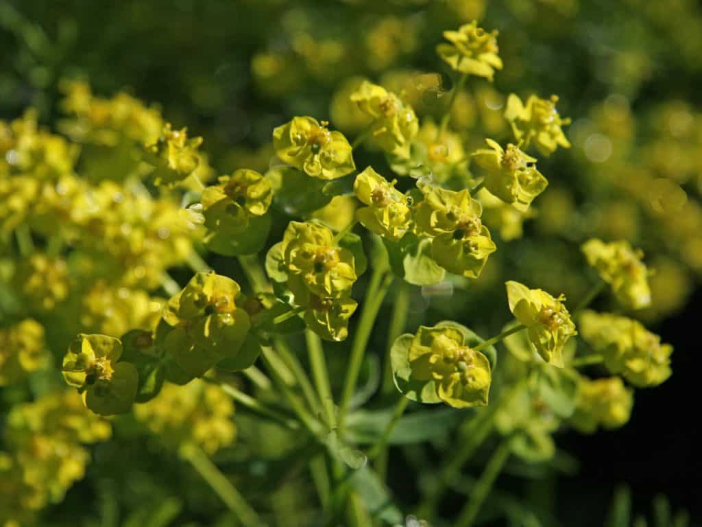 Blühende Zypressen-Wolfsmilch.