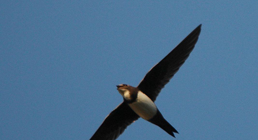 Der Vogel Alpensegler am HImmel.