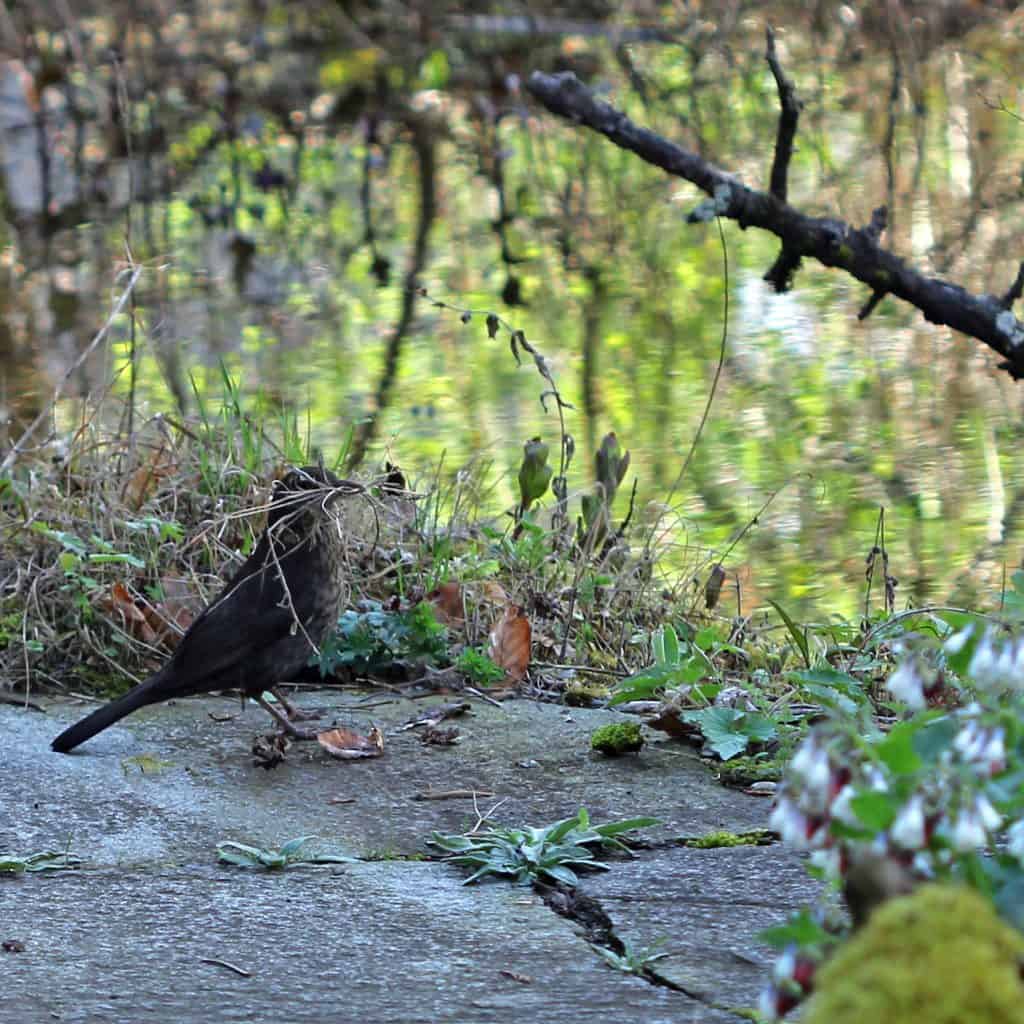 Amsel mit Nestbauteilen, Gräser, im Schnabel.