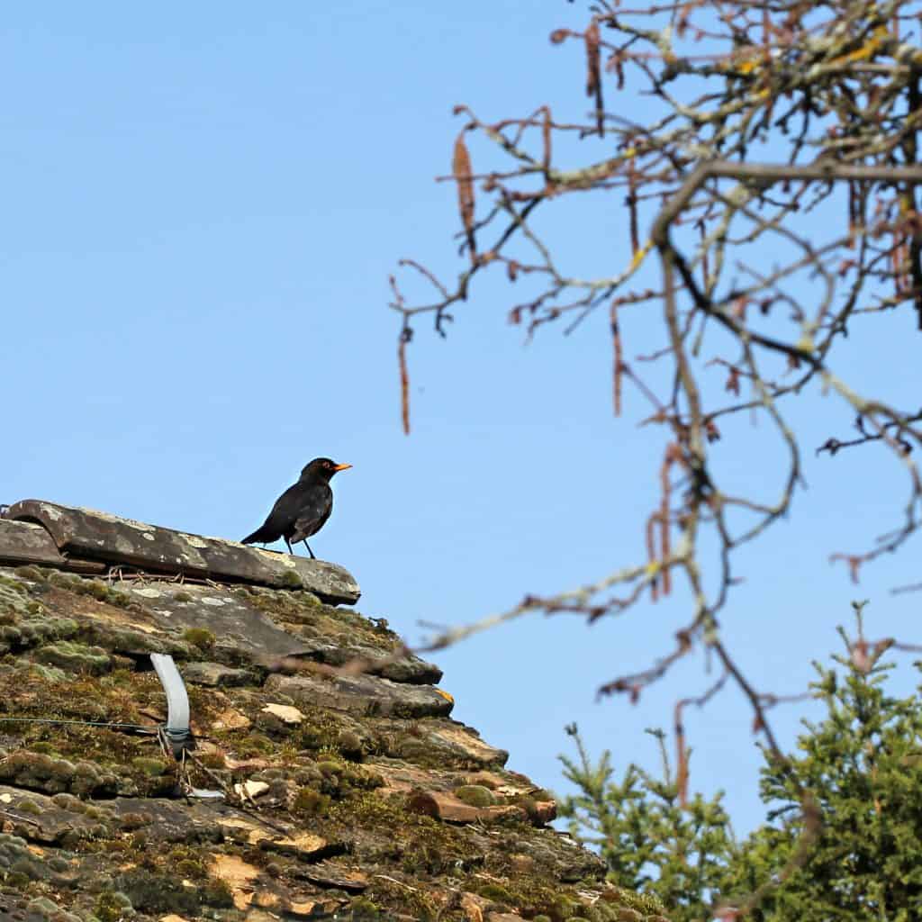 Eine männliche Amsel hält nach Feinden Ausschau.