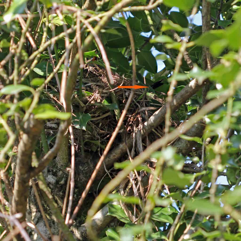 Ein Amselnest gut versteckt im Baum.