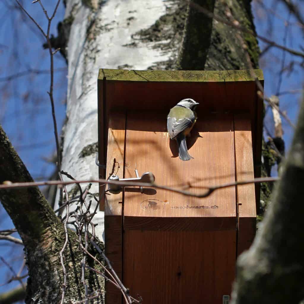 Blaumeise am Eingang eines Vogelhäusschens.
