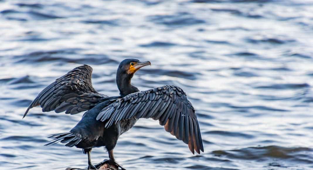 Ein Kormoran sitzt auf Steinen im Wasser und hält die Flügel ausgebreitet.