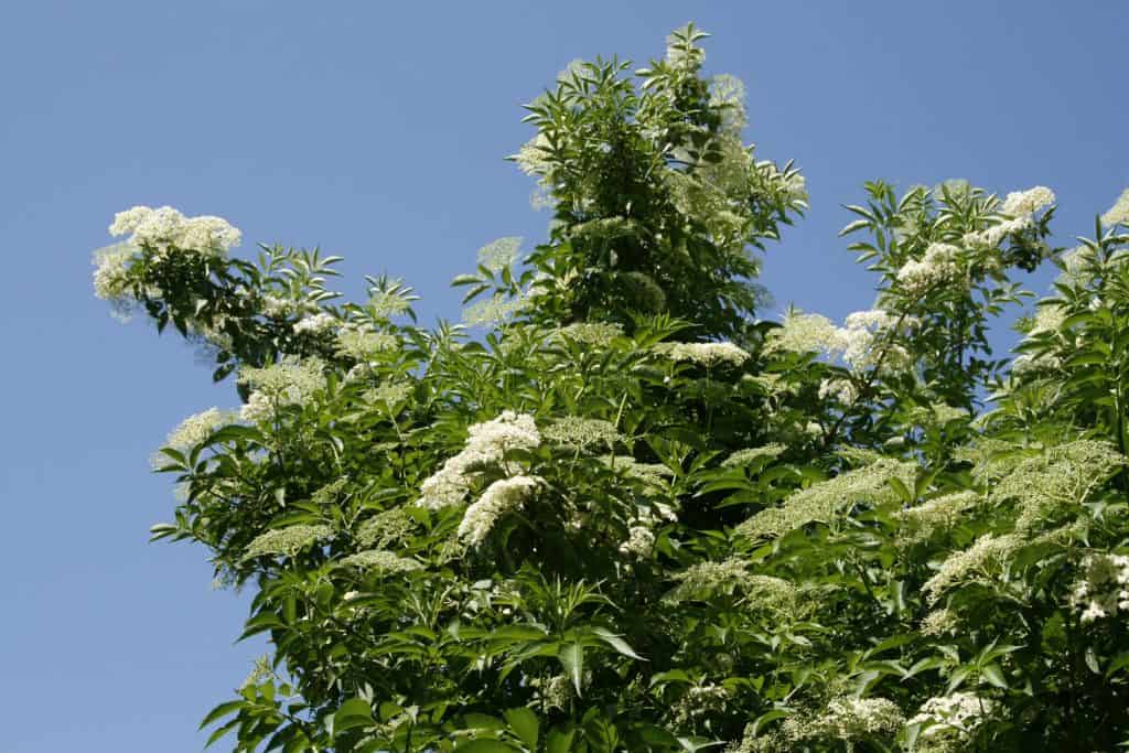 Holunder am blühen.