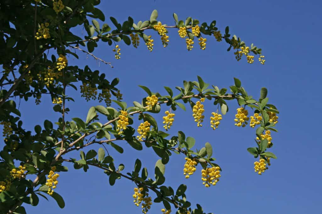 Eine Berberize mit Früchten.