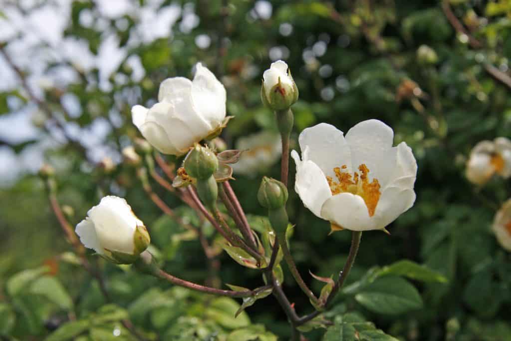 Blüten einer Feldrose.