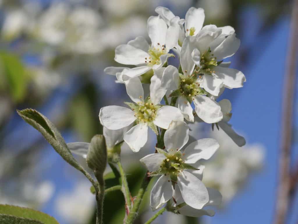 Blüten einer Felsenbirne.