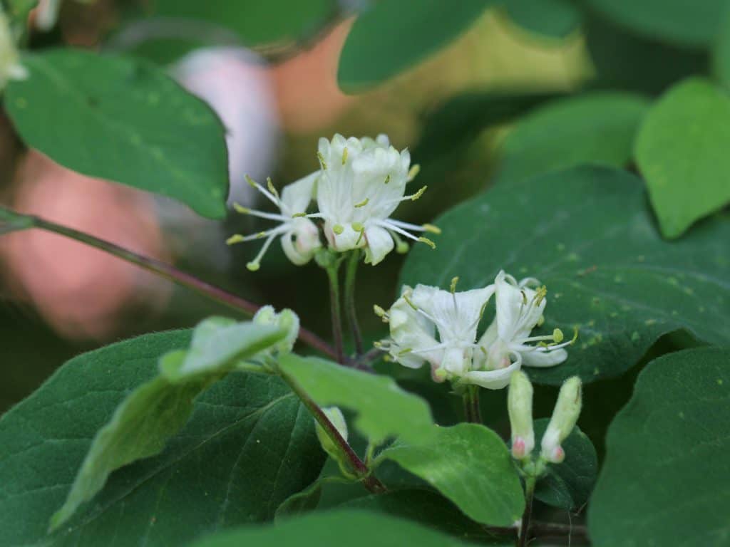 Blüte einer Heckenkirsche.