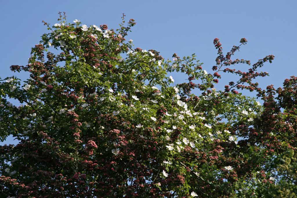 Hundsrose auf Rotdorn.