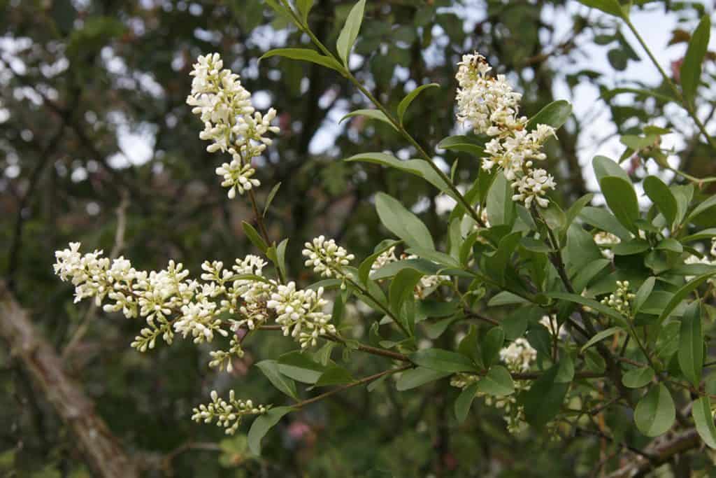 Ein Liguster am blühen.