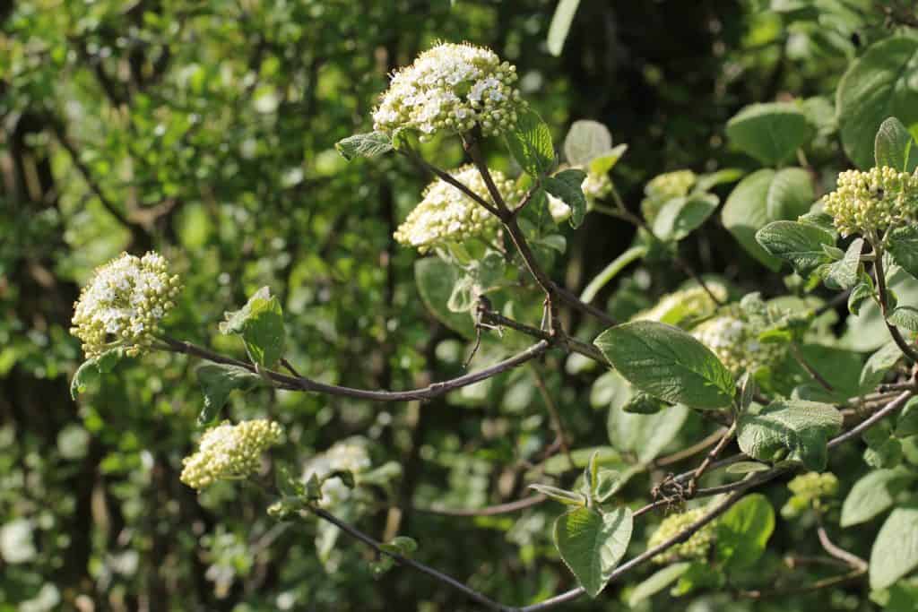 Wolliger Schneeball mit Blüten.