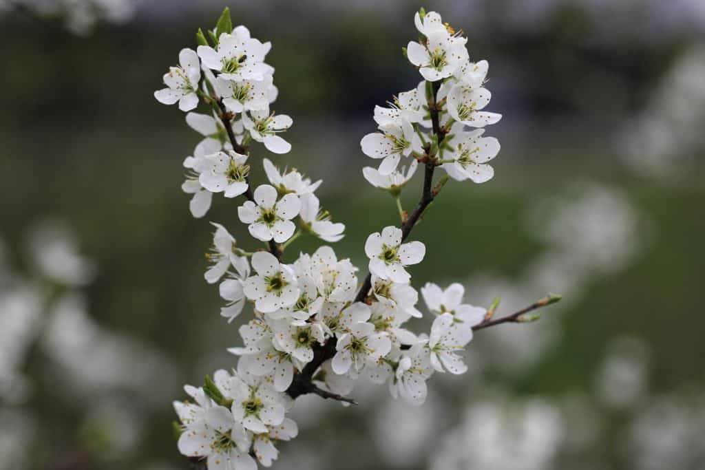 Die Blüten eines Schwarzdorns.