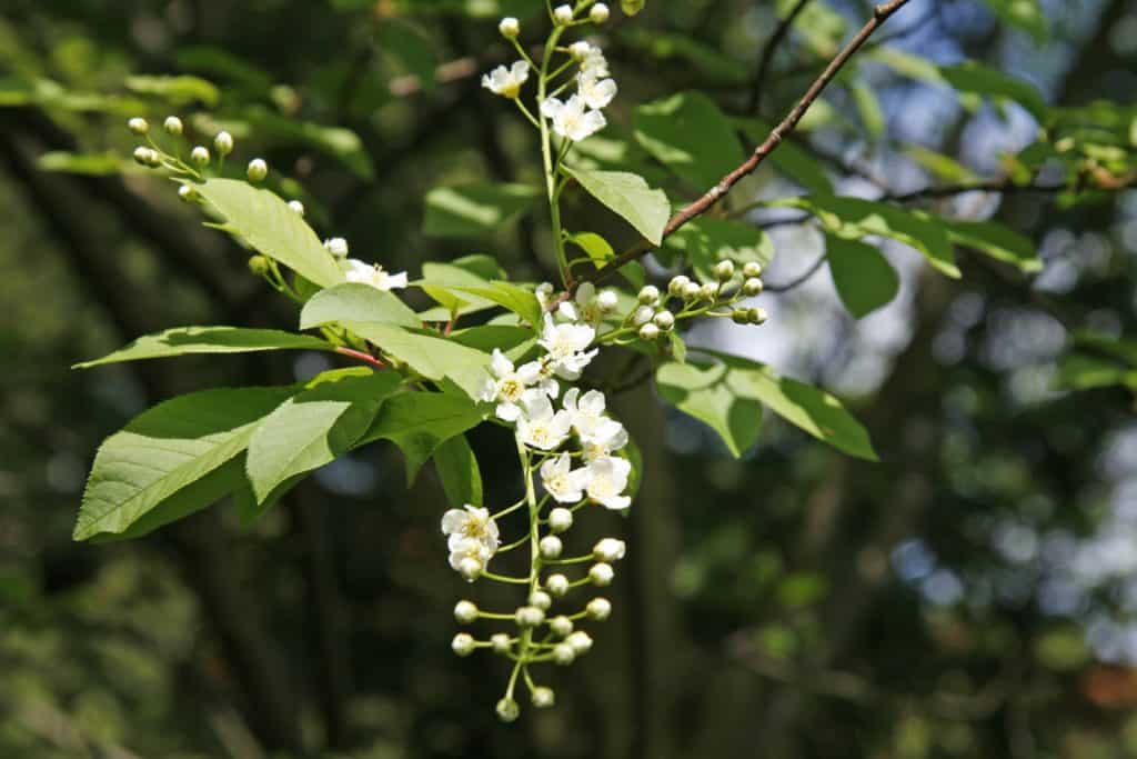 Eine Traubenkirsche.