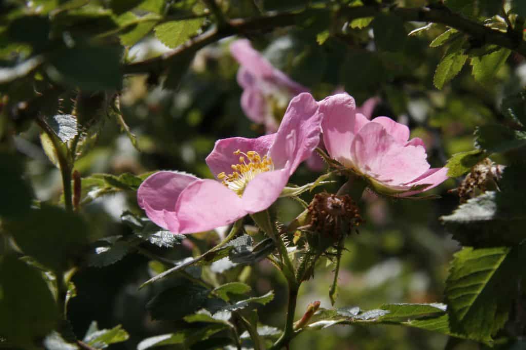Die Blüten einer Weinrose.