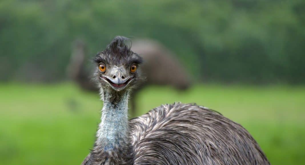 Emu machen trommelnde Geräusche, um sich zu verständigen.
