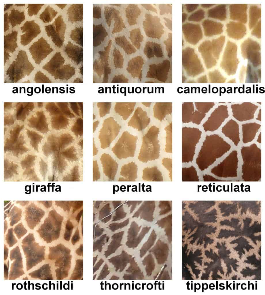 Unterschiedliche Fellzeichnungen bei den Giraffenarten.