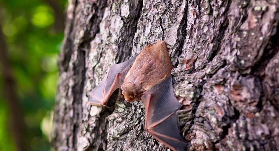 Fledermaus an einem Baum.
