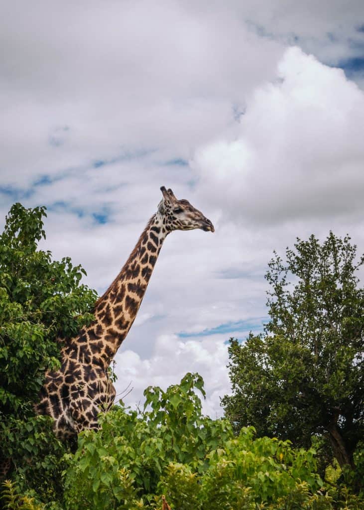 Trotzt des langen Halses hat der Giraffe nicht mehr Halswirbel.