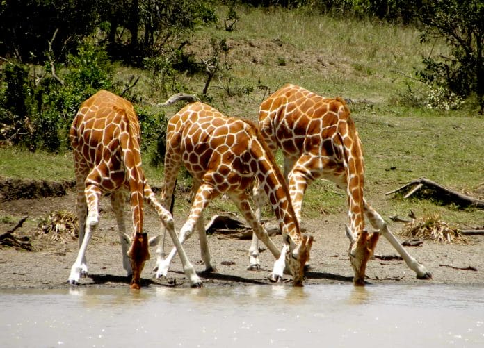 Das Trinken ist für die Giraffen nicht gerade einfach.