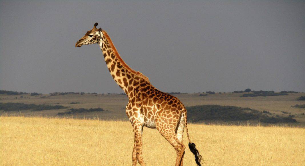 Spannendes über die Giraffe zum Tag der Giraffe.