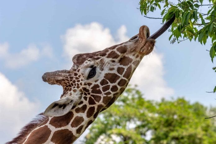 Die Giraffen haben eine lange Zunge.