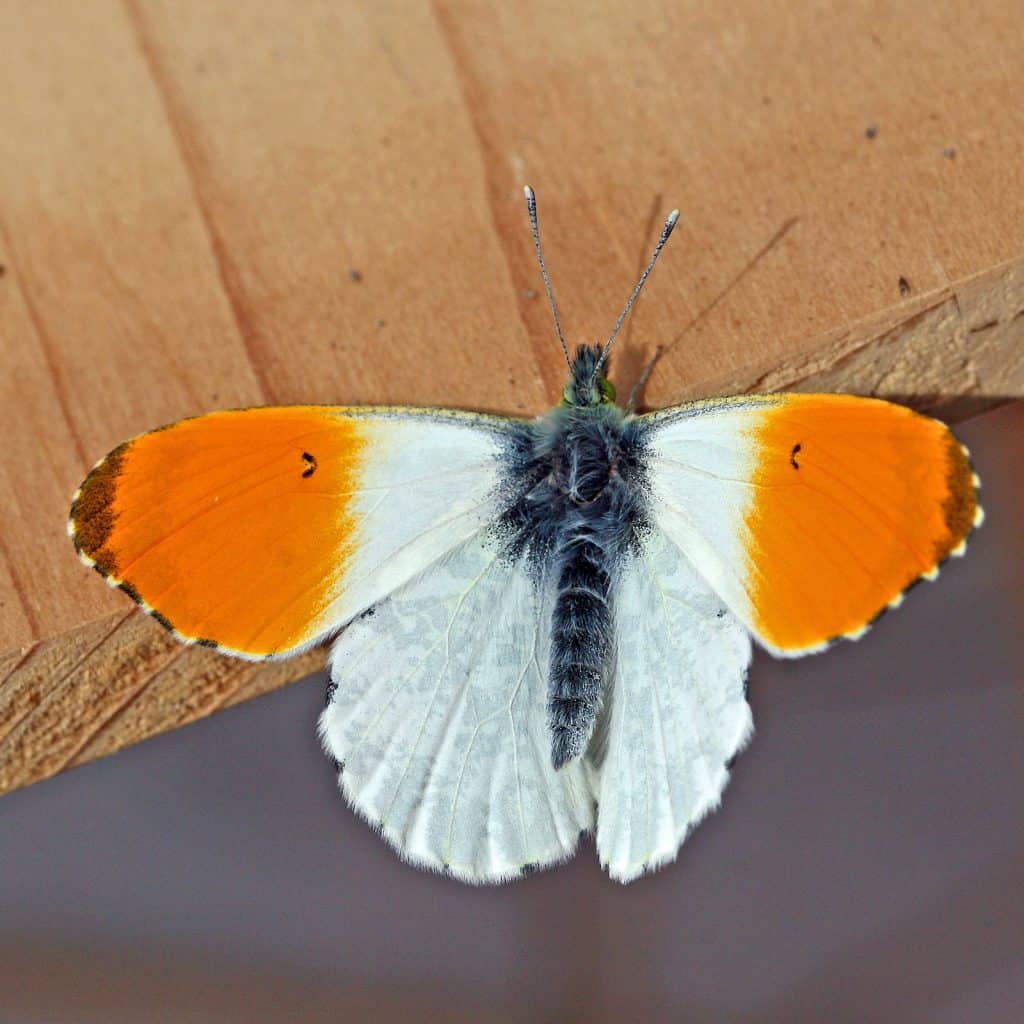 Ein Aurorafalter in orange-weiss.