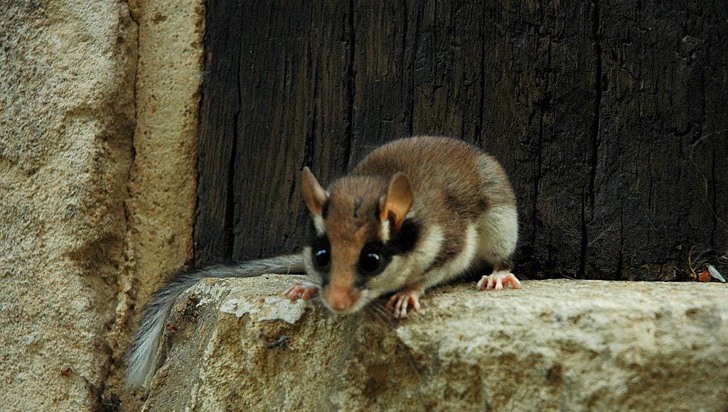 Der Säugetieratlas soll beispielsweise helfen aufzuklären, wo das Verbreitungsgebiet des Gartenschläfers ist.