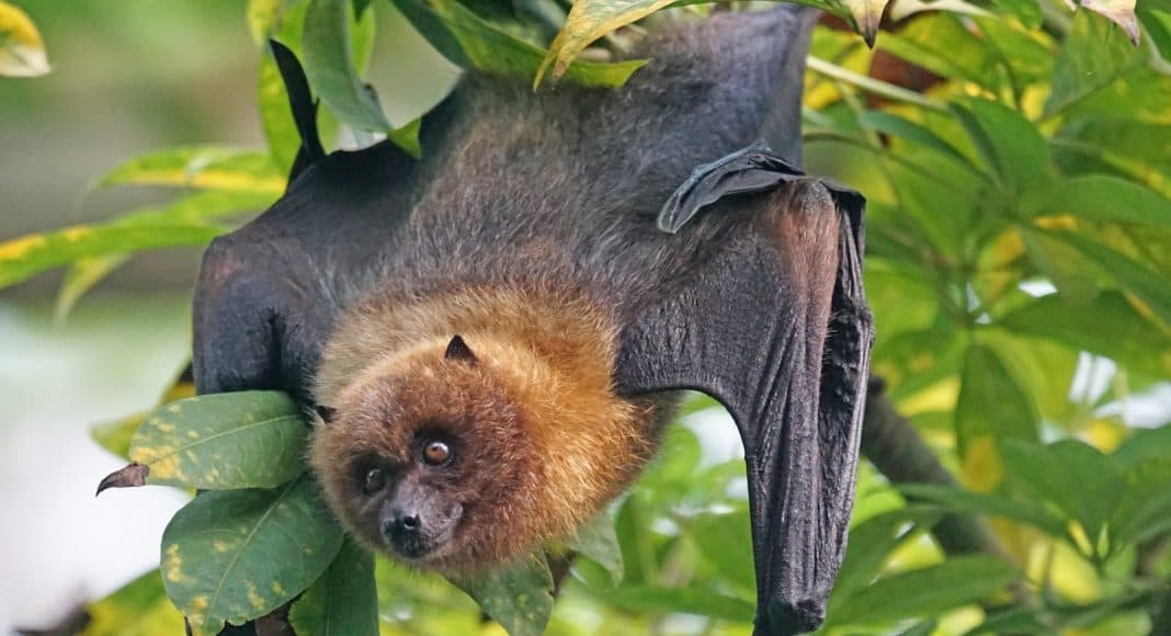 Fledertier, ein Flughund, hängt kopfüber im Baum.