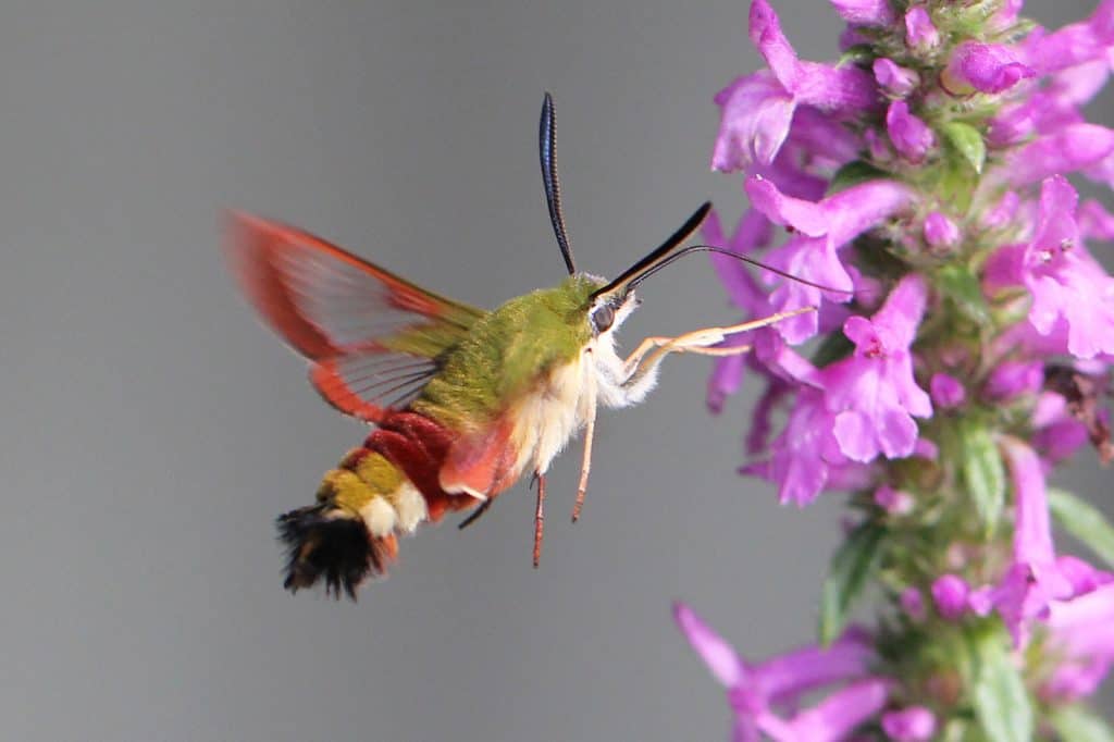 Ein Hummelschwärmer an einer Echten Betonie.