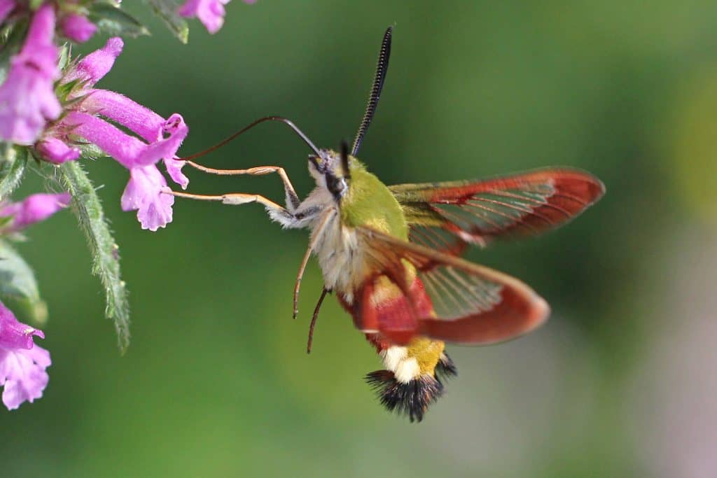 Ein Hummelschwärmer an einer Echten Betonie.