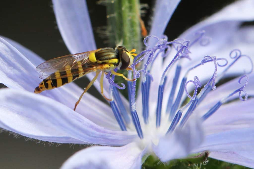 Eine Schwebefliege auf einer Wegwarte.