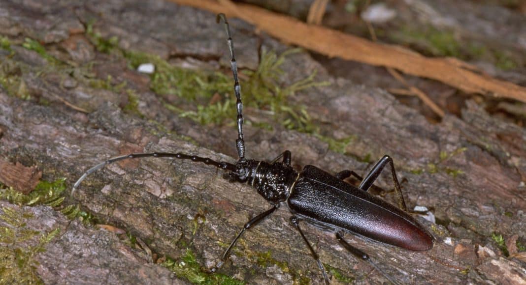 Der Grosse Eichenbock ist auf Totholz angewiesen.