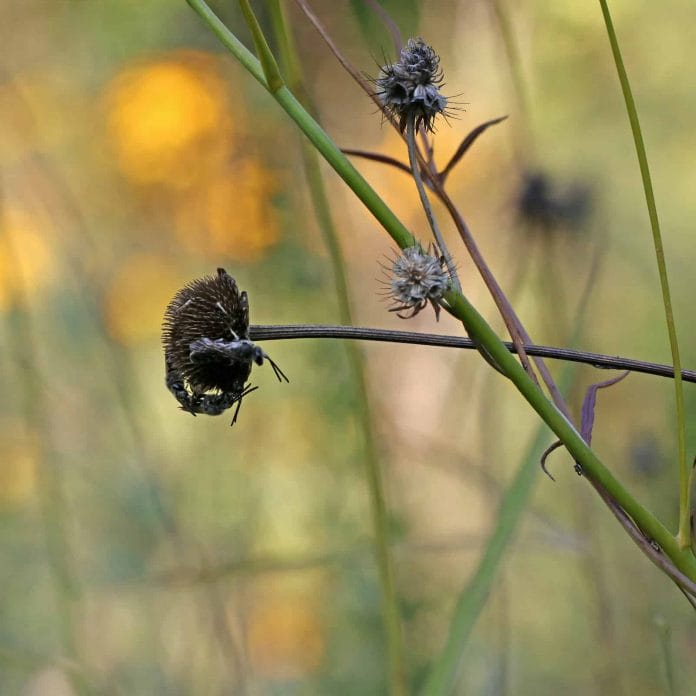 Die Wildbiene findet in der verdorrten Blüte Schutz in der Nacht.