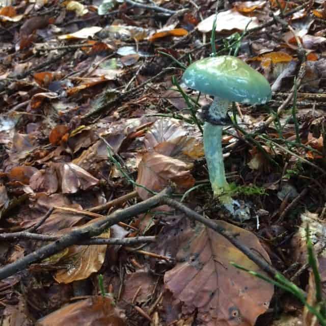 Der Grünspan-Täuschling