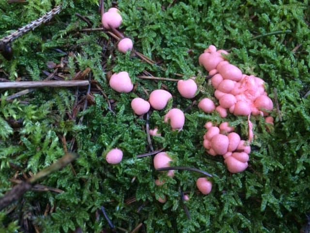 Blutmilchpilze im Pilz.