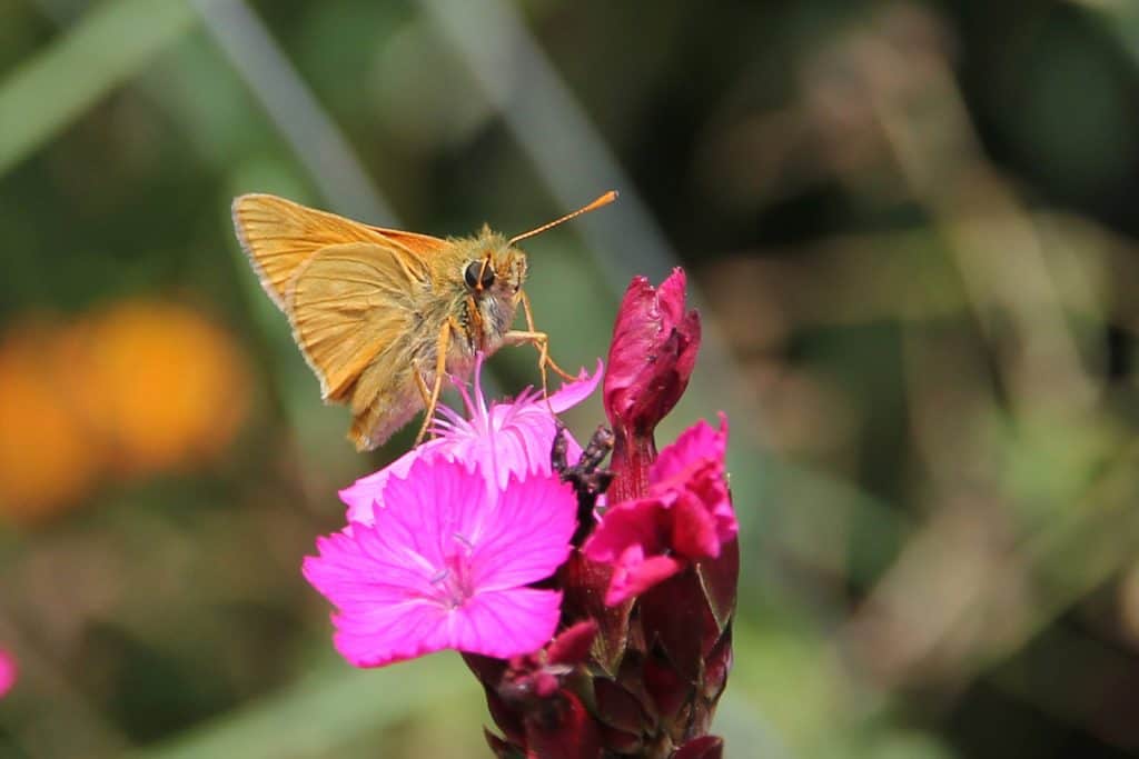 Der Schmetterling Dickkopffalter auf einer Blüte.